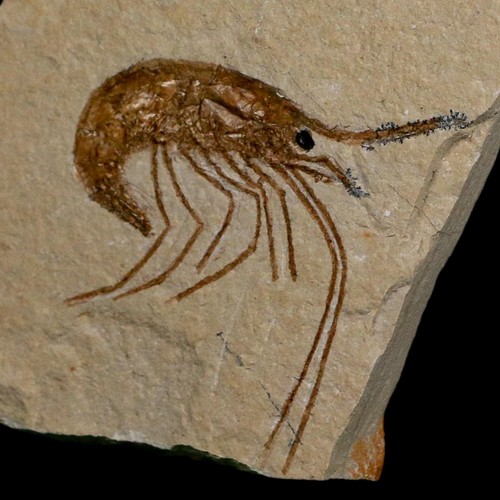 1.5" Fossil Shrimp Carpopenaeus Cretaceous Age 100 Mil Yrs Old Lebanon COA