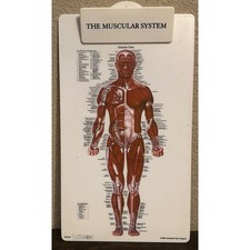 2002 Anatomical Chart Company Muscular System Human Anatomy Plastic Chart 15x9