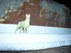 MARX VINTAGE BULLET DOG PLAYSET FIGURE VINTAGE 1950'S TOY ROY ROGERS