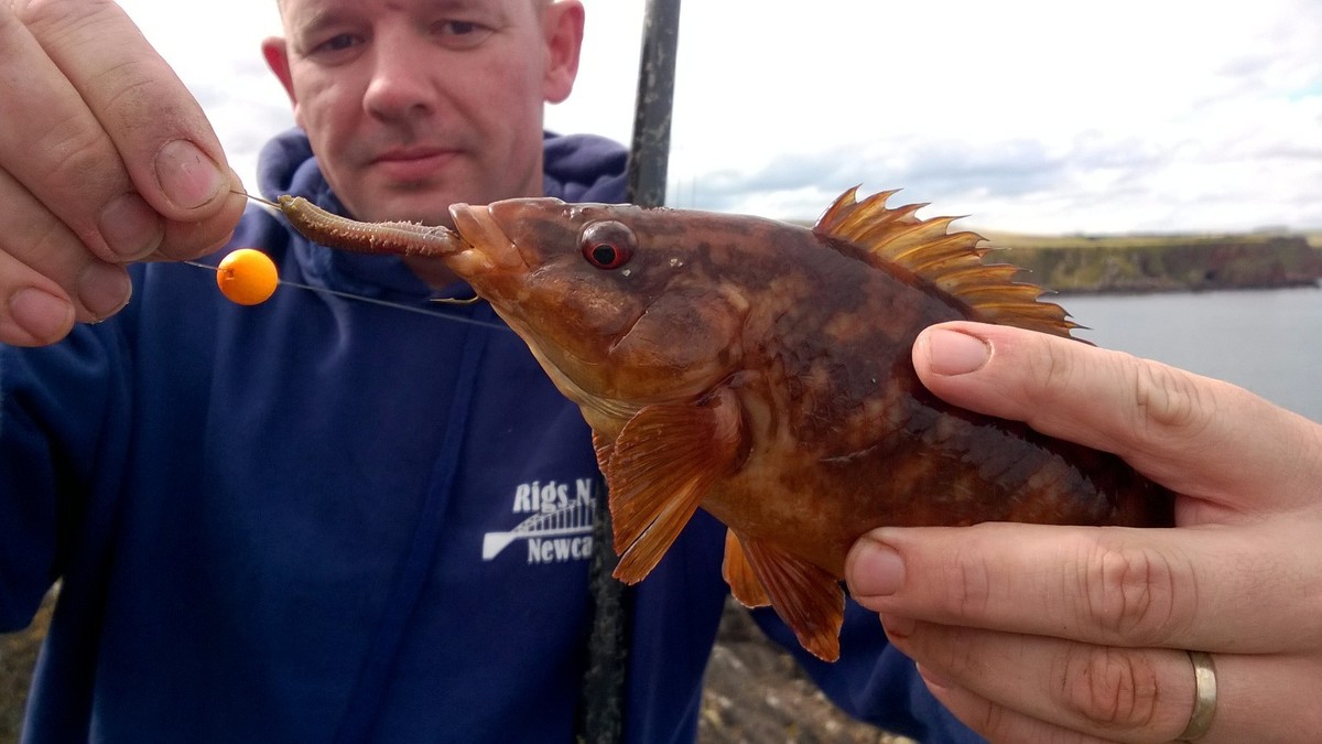 Sea Fishing Flattie Rigs - Pack Of 10 For Flounder, Dabs, Plaice & Other Bottom Fish