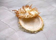 Orange Spiny Oyster Seashell Pair Spondylus (1 shell pair approx. 2.25+ inches)