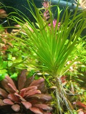 Blyxa japonica - a foreground plant - Aquarium Plant