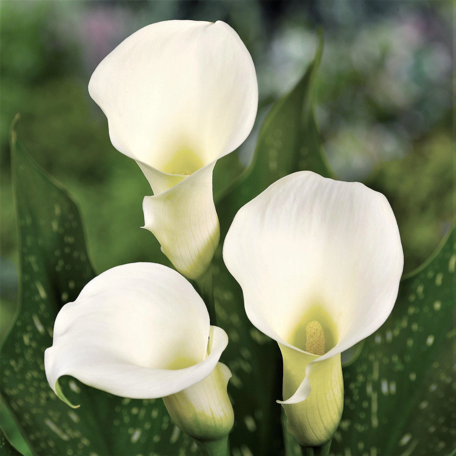 Easy to Grow Bulbs Calla Bridal Bliss