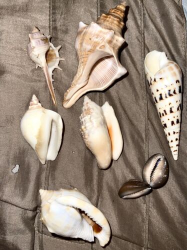 Hawaiian Seashells Large From Kauai - Picture 2 of 5