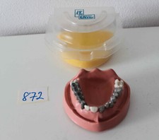 Kavo Schaumodell Simulationsmodell gut erhalten Art. Nr. 872