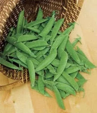50 Oregon SUGAR POD II Pea Pisum Sativum Macrocarpon Vegetable Seeds