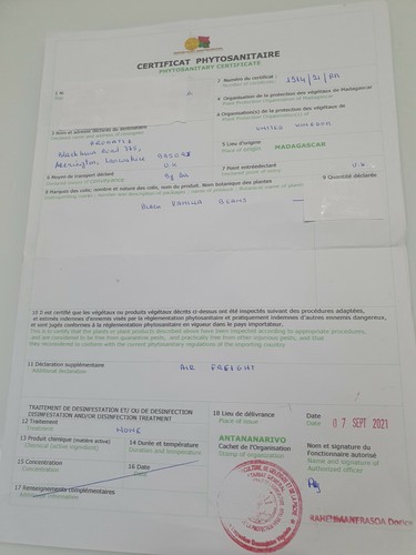 1kg Borbón Vainilla Cápsulas Madagascar Granos Grado A 10-13CM 2022 Gourmet - Bild 3 von 3