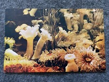 Sea Anemones Vintage Postcard