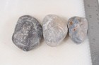 Petoskey Stone Fossil Coral Lapidary 13 oz. windowed three pc rough lot P3 — photo 2