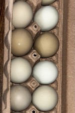 Mixed Chicken Hatching Eggs