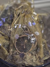 Spell Money Wealth Prosperity Finance Cash Kit Magic Witchcraft Wicca Pagan Gift