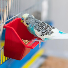 Universal Blend for Small Birds, 10 Lb Bag, Fortified Nutrition