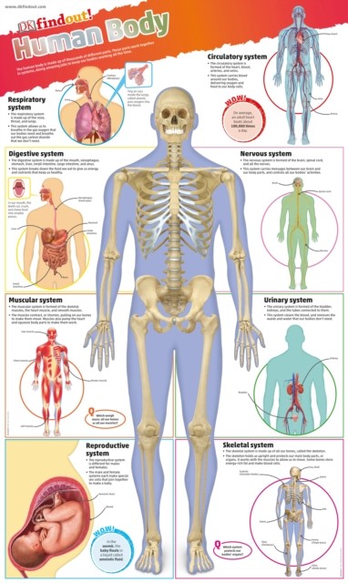 DKfindout! Human Body Poster by DK (Wallchart)