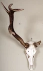 Beautiful Abnormal Deer Antlers Non Typical Red Deer Trophy