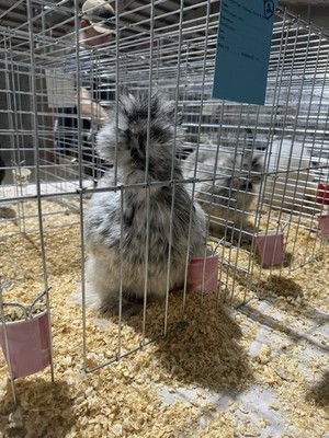Purebred Silkie Hatching Eggs 12+ Bearded