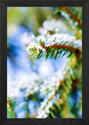 Bitter Cold Winter Firtree gerahmtes Wandbild Poster Leinwanddruck Bild