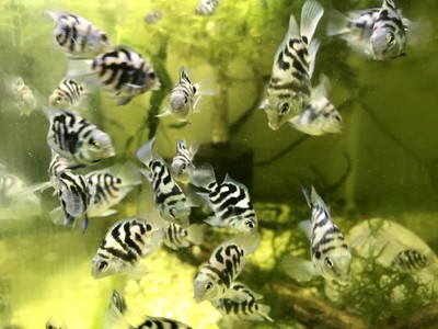 Polar Blue Parrot Cichlid, hybrid polar zebra live fish for sale ~2 for
