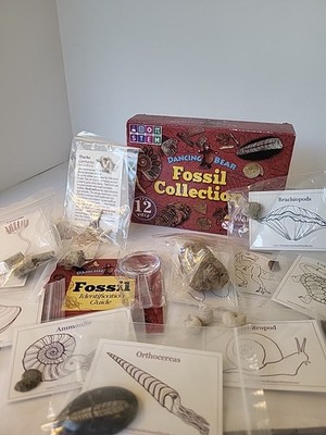 STEM Dancing Bear 12pc Fossil Collection New In Box