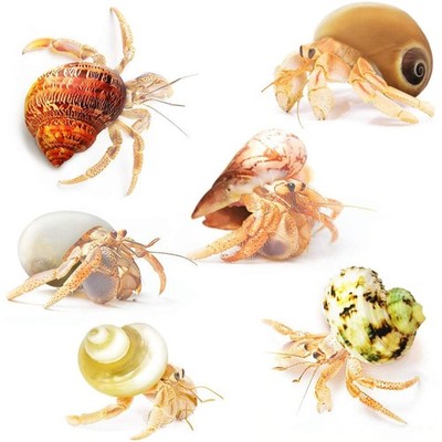 Hermit Crab Shells, Medium and Large Growth Turbo Seashells, 1   2  Shell Ope...