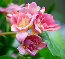 10x Freesia PINK Bulbs Spring Summer Flowering Garden Plant Fragrant Cut Flowers