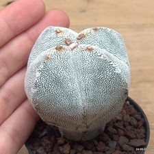 Astrophytum myriostigma onzuka Vaso 6.5 cm Cod.2409-11