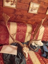 Palco di cervo, Corna di cervo con teschio 80 Cm