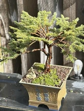 12 YEAR OLD SPRUCE BONSAI- PICEA ABIS- Free Shipping