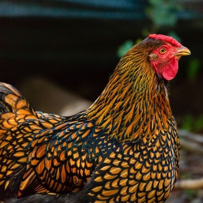 5 PUREBRED SILVER & GOLD LACED WYANDOTTE , Free Range Hatching EGGS.