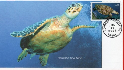 TURTLES, 2024 Set of 6 Different First Day Covers - Picture 4 of 8