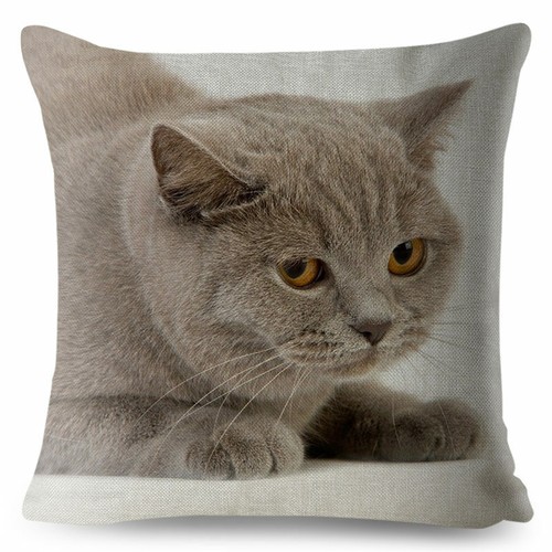 Cute British Shorthair Cat Print Square Cushion Covers Pillow Car Home Decor - Picture 16 of 38