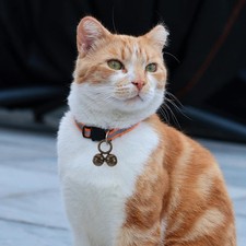 2 Pcs Pet Bell Hanging Decoration Cat Collar Charm Brass Bells for Pets