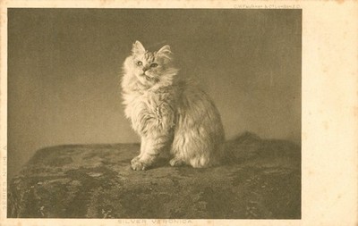 Kitten Cat White Portrait Pedigree 'Silver Veronica' Postcard Antique c1910  N