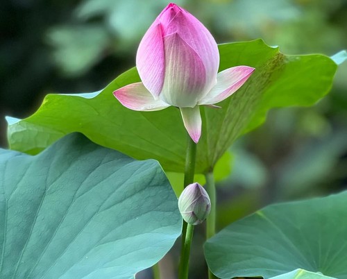 30 pcs Aquatic Lotus Flower Seeds Mixed Colour AU*Post From Sydney - Picture 7 of 8