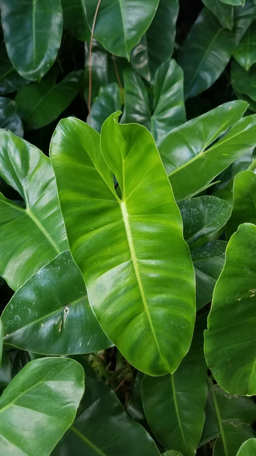 World Famous Burle Marx philodendron aroid rare long skinny leaf 3 cuttings