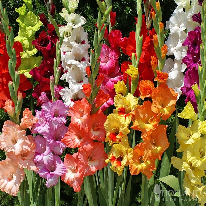 Grower Special Mix Gladiolus Flower Bulbs - 100 Bulbs Assorted Colors -  Make | eBay