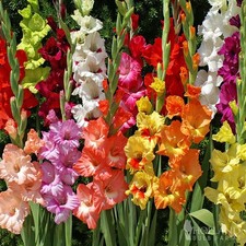 Grower Special Mix Gladiolus Flower Bulbs - 100 Bulbs Assorted Colors - Make