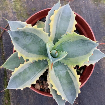12CM Succulent Agave Plant Agave Potatorum Variegated lkar-i-raijin-Nishki Plant