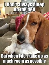 Funny Basset Hound refrigerator magnet 3 1/2x 4 1/2 " made in the USA