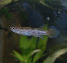 Epiplatys togolensis '10km Route Ikeja-Lagos' - Killifish Eggs