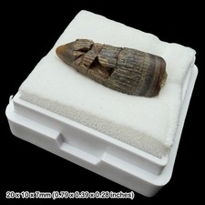 Rare Crocodile Teeth Fossils Wealden Group Sussex UK Cretaceous Crocodyliform