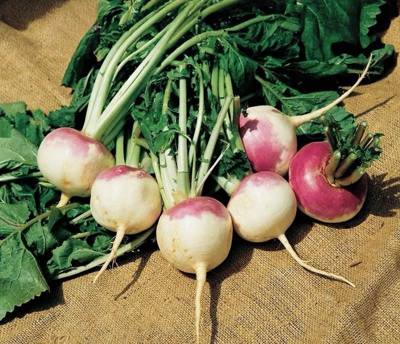 Purple Top White Globe Turnip Seeds – 1000 Non-GMO Heirloom, Brassica Rapa, Fresh 2025
