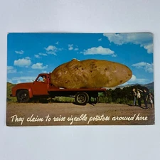 They Claim to Make Sizeable Potatoes Postcard Exaggerated