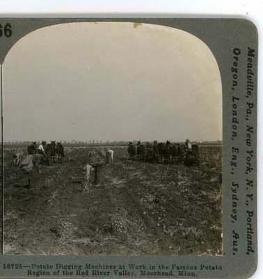 Potato Digging Machines at work Red River Valley Moorhead MN Stereoview c1900