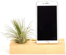 Shop Succulents | Hand Selected Live Air Plant in Pinewood Desktop Planter wi...