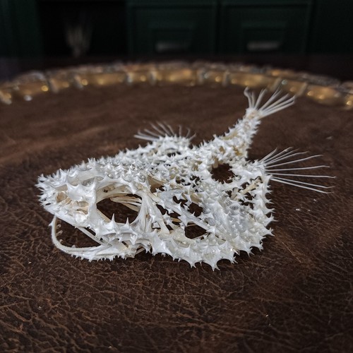 Real Starry Seabat, Batfish, Fish skeleton taxidermy, Minipizza Seabat anatomy - Picture 10 of 12
