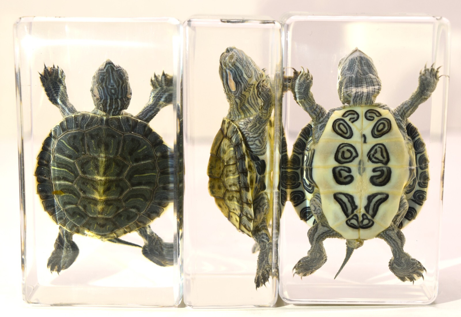 Real Tuttle Real Turtle Specimen Paperweight Brazil Turtle Tortoise Animal Specimen ...
