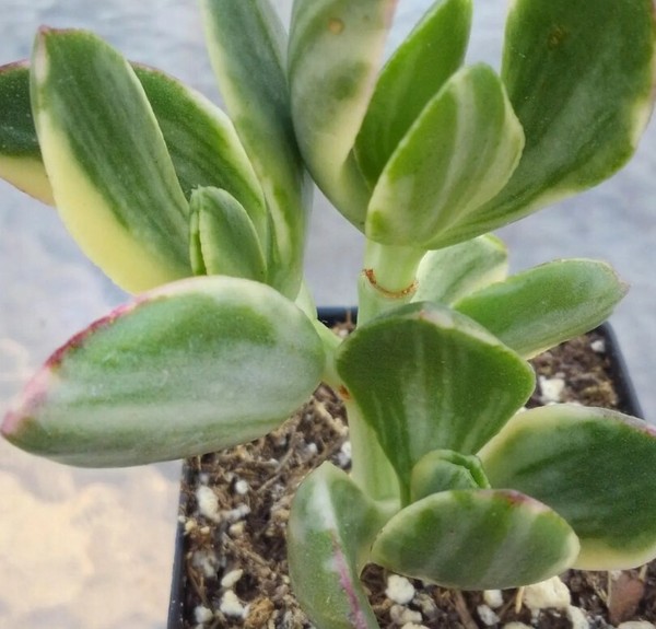 12 Hojas De Suculenta Crassula Variegata Para Reproducir