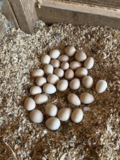 Guinea Fowl Hatching Eggs 10+