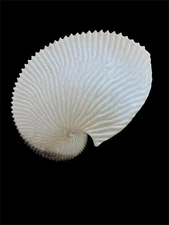 Sea shells Argonauta argo 171.2mm Aquarium Decoration Products creative gifts