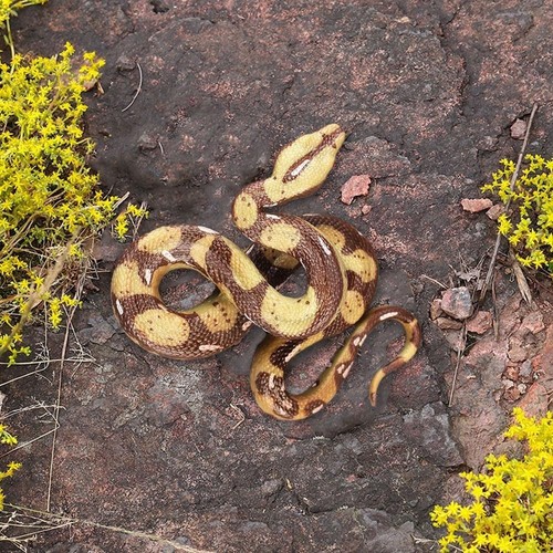Realistic Fake Big Rubber Snake Lifelike Scary Prank Ga B6D9 V1L0 A6O3 Joke Y1I5 - Picture 6 of 11